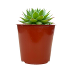 Sempervivum 'Mulberry Wine'