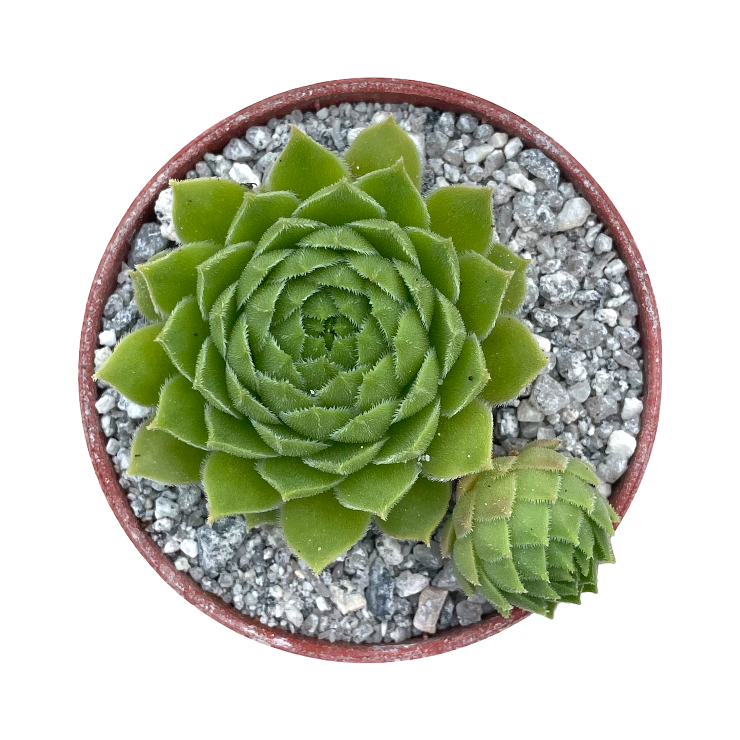 Sempervivum cantabricum