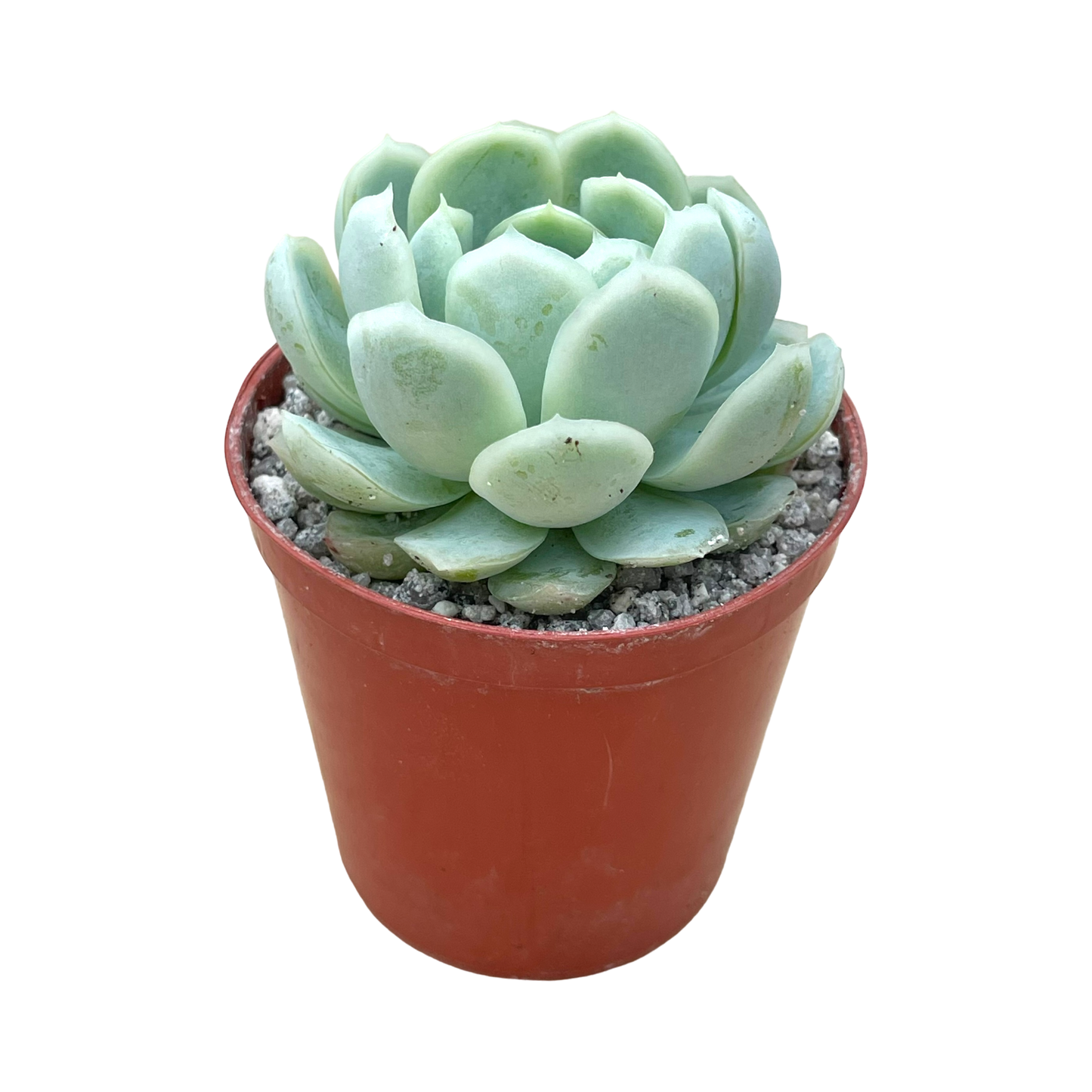 Echeveria elegans