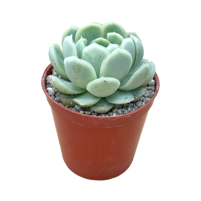 Echeveria elegans