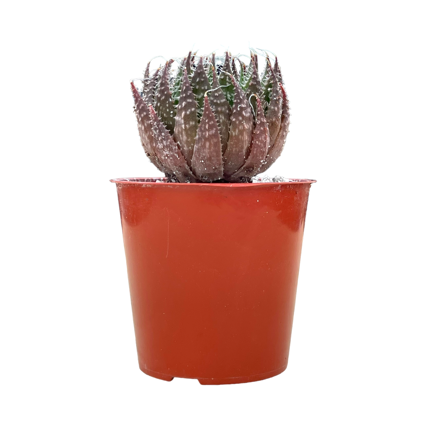 Aloe aristata