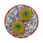 Sempervivum 'Pine Cone'