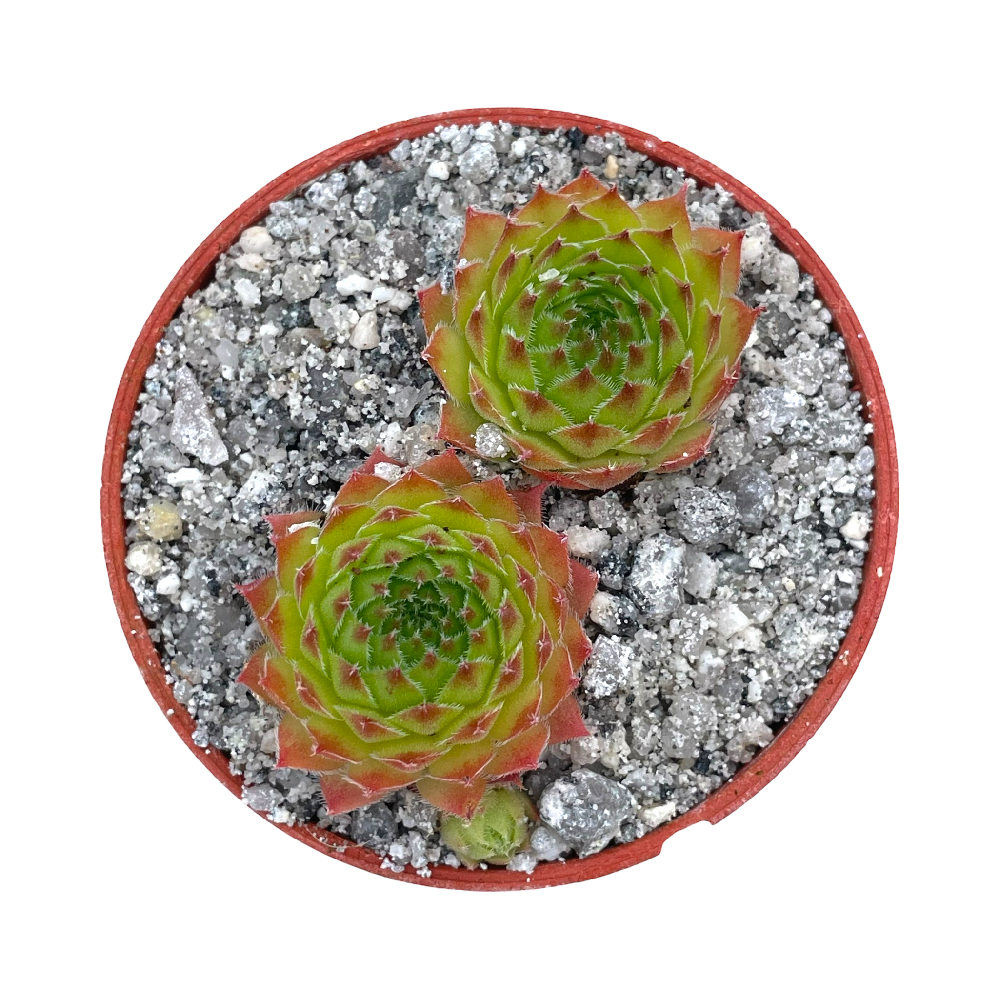 Sempervivum 'Pine Cone'