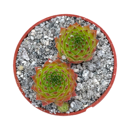 Sempervivum 'Pine Cone'