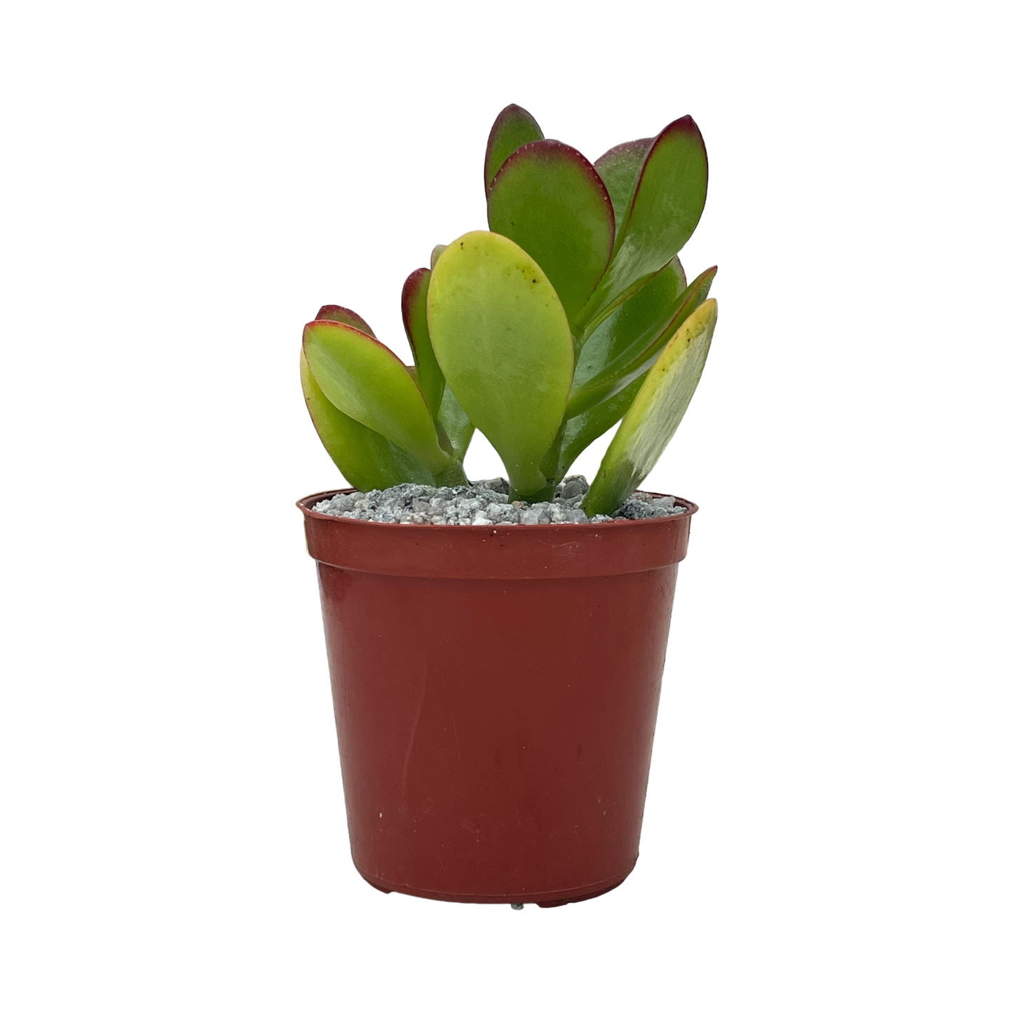 Crassula ovata 'Jade Plant'