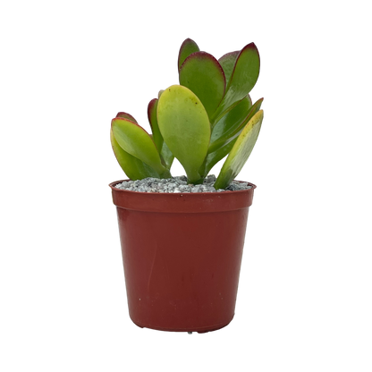 Crassula ovata 'Jade Plant'