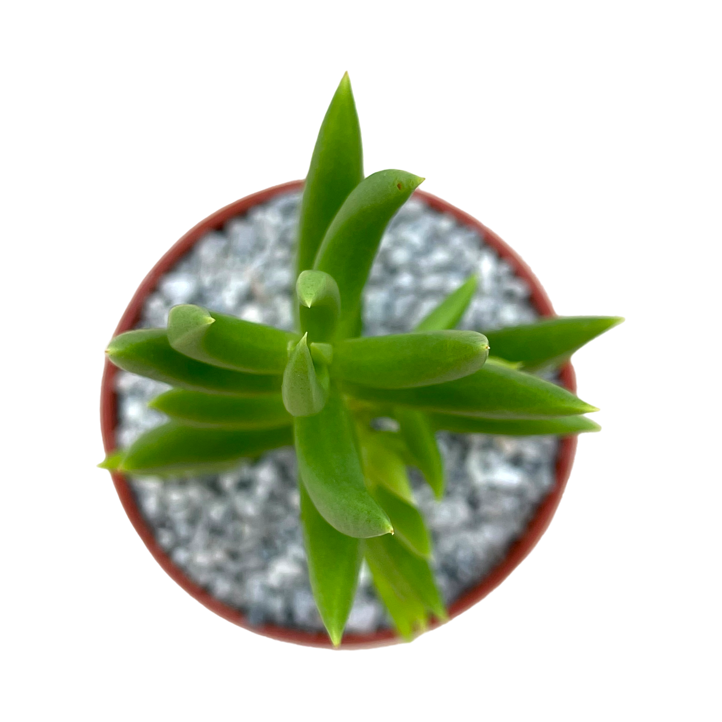 Crassula tetragona