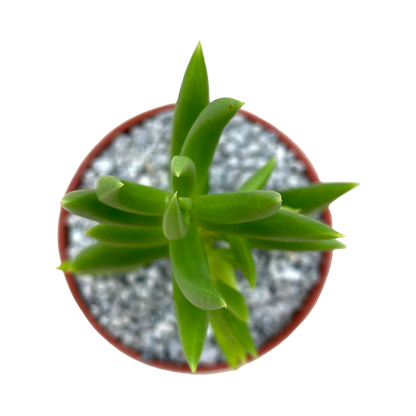 Crassula tetragona