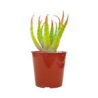 Aloe humilis