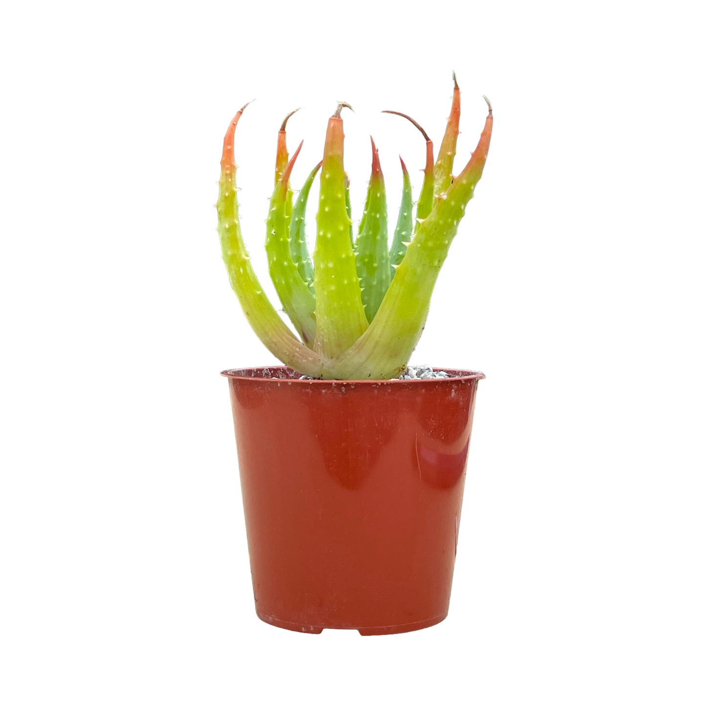 Aloe humilis