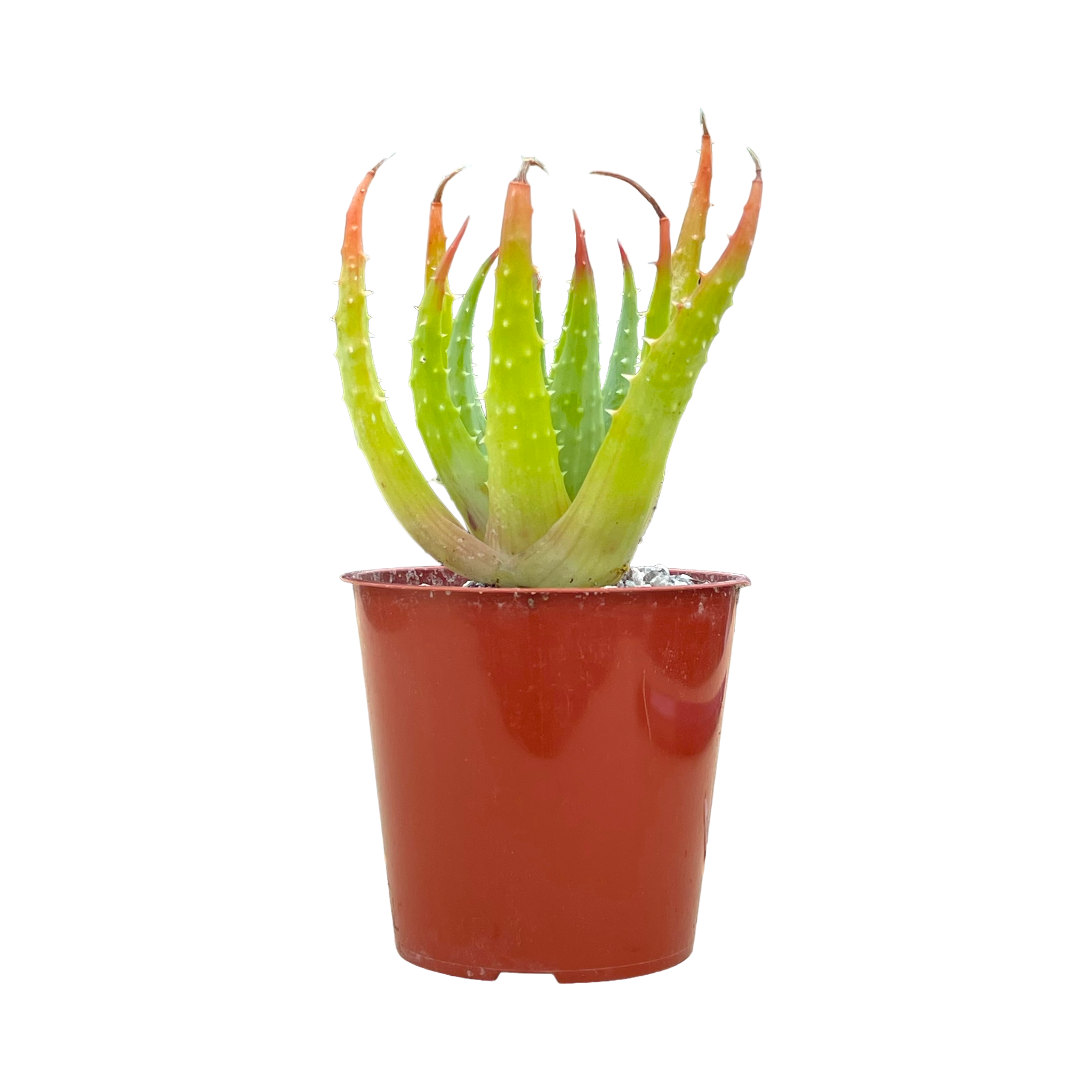 Aloe humilis