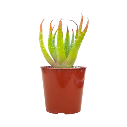 Aloe humilis