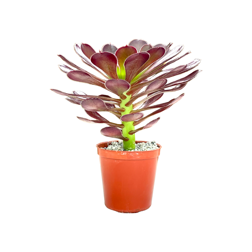 Aeonium 'Garnet'