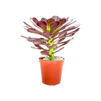 Aeonium 'Garnet'