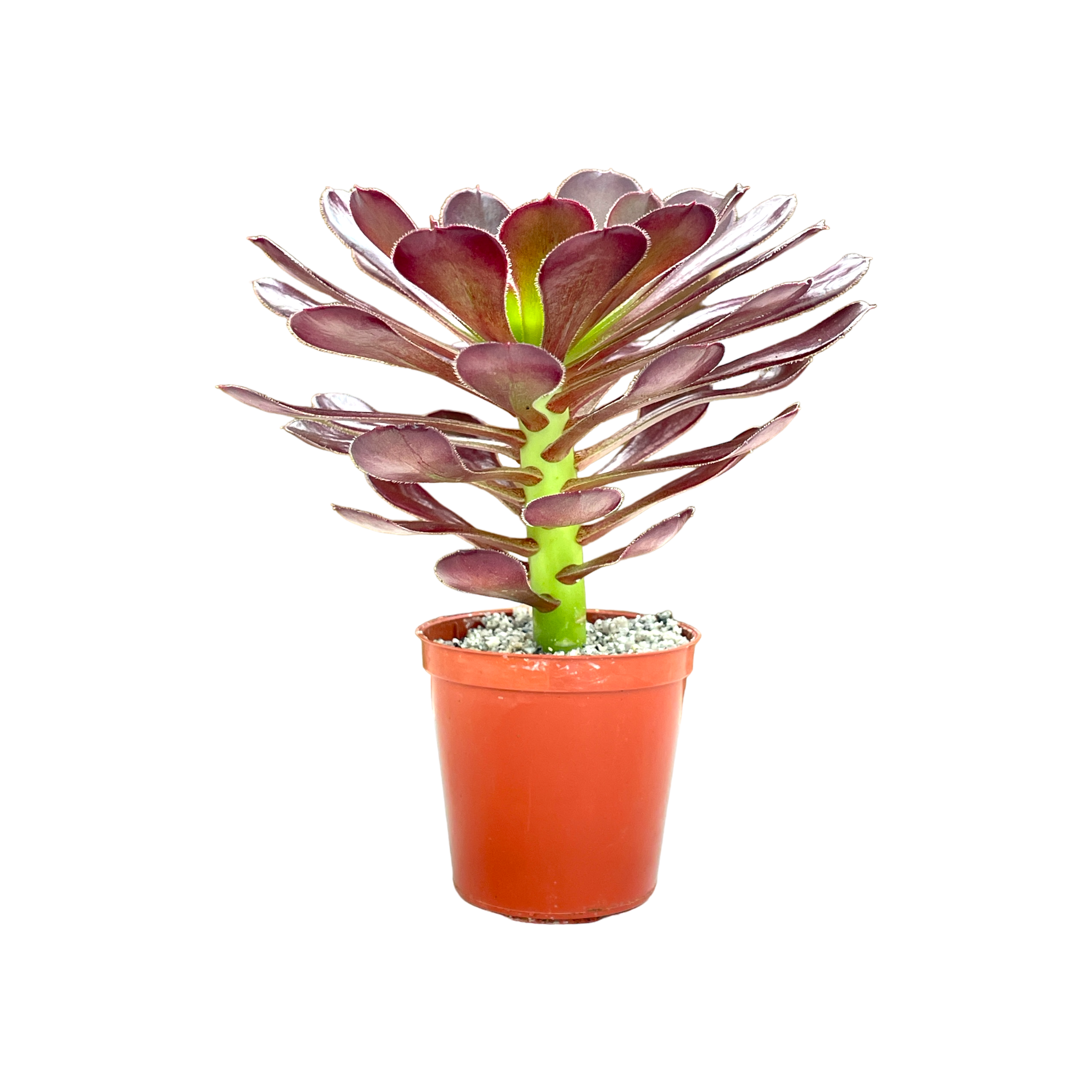Aeonium 'Garnet'