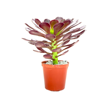 Aeonium 'Garnet'