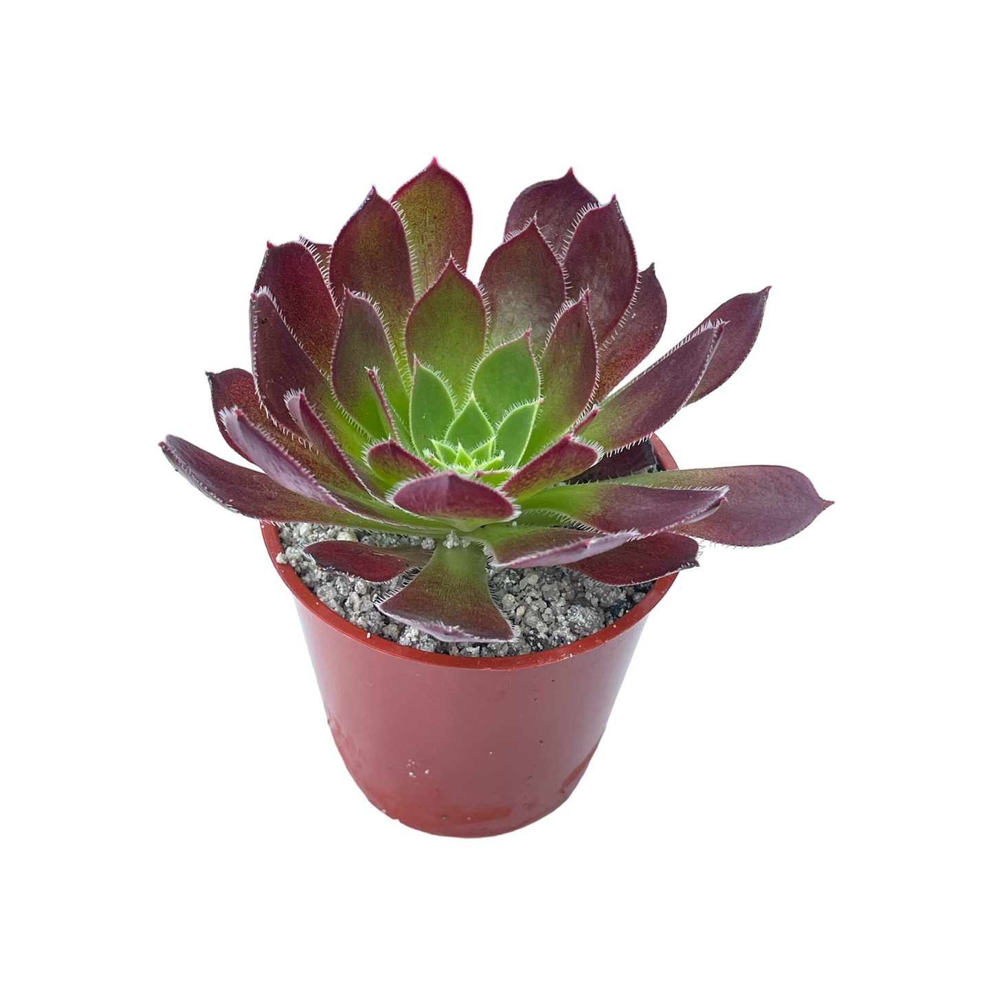 Aeonium 'Firecracker'