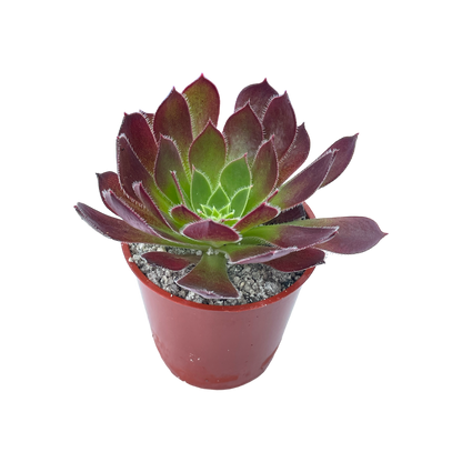 Aeonium 'Firecracker'