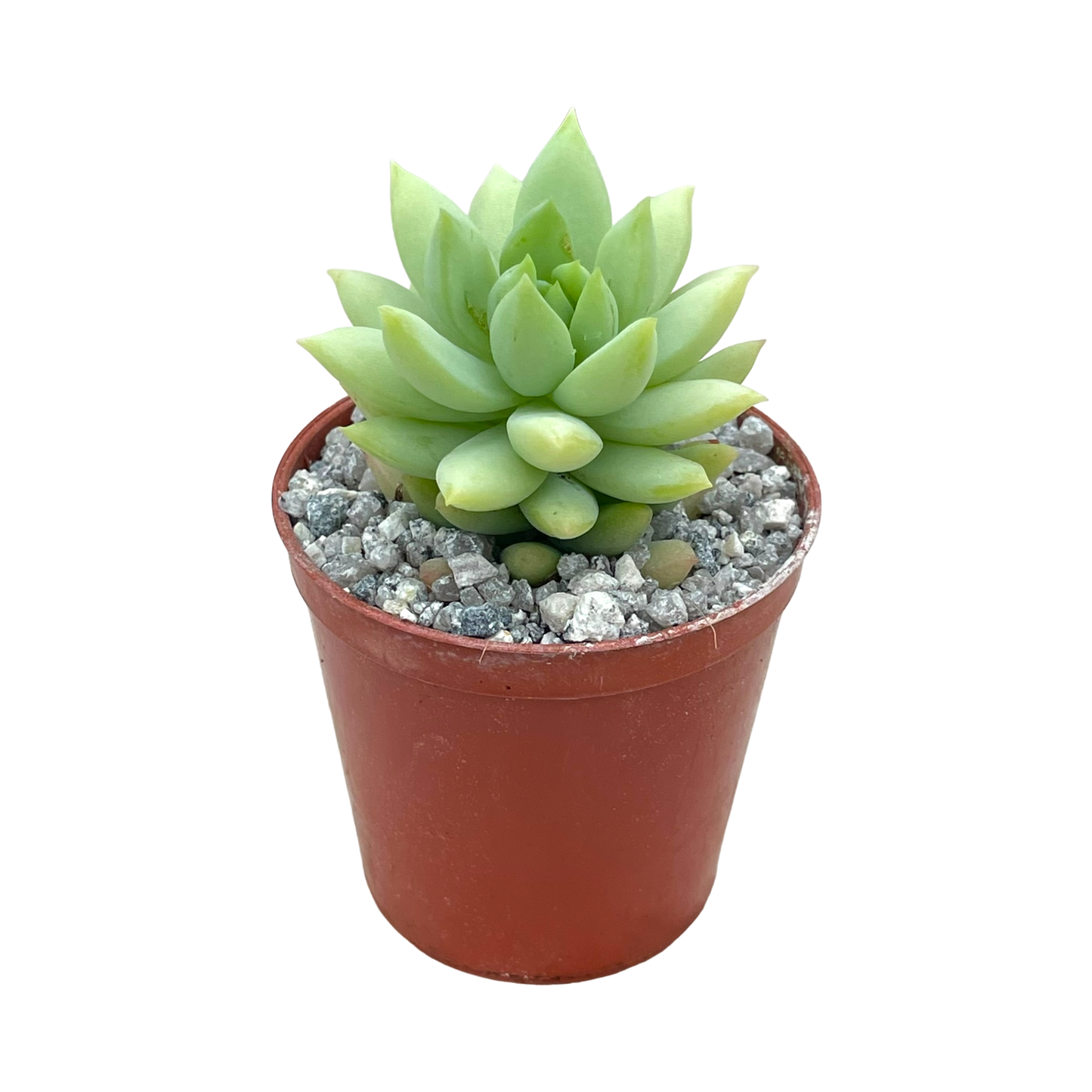 x Sedeveria 'Harry Butterfield'