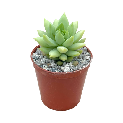 x Sedeveria 'Harry Butterfield'