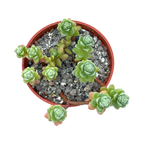 Sedum oaxacanum