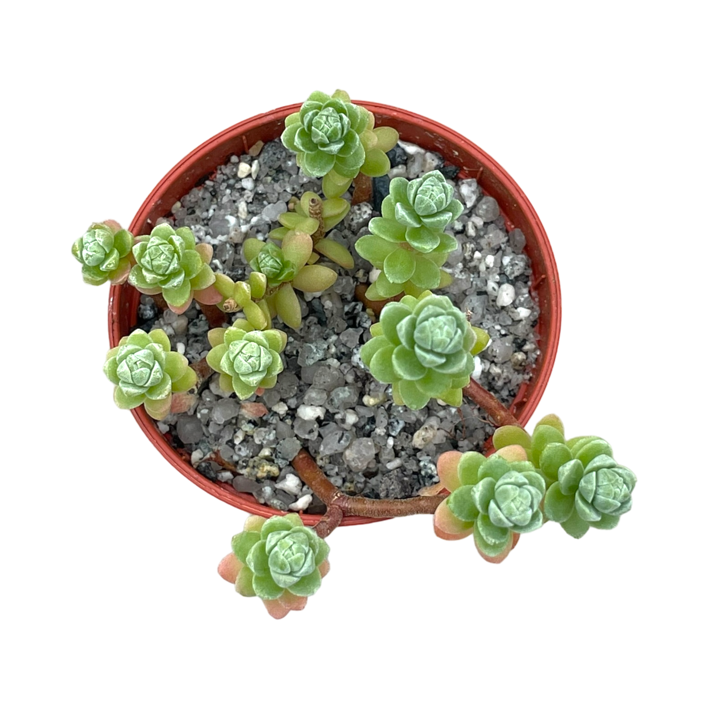 Sedum oaxacanum