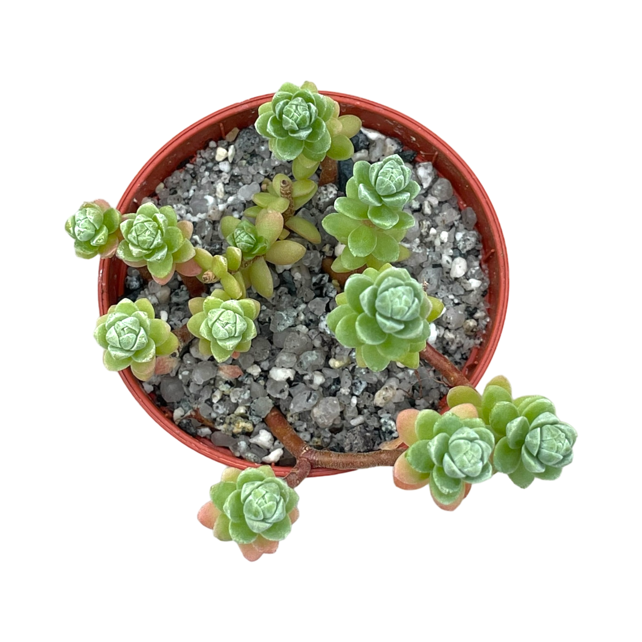 Sedum oaxacanum