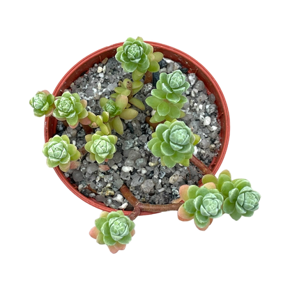 Sedum oaxacanum