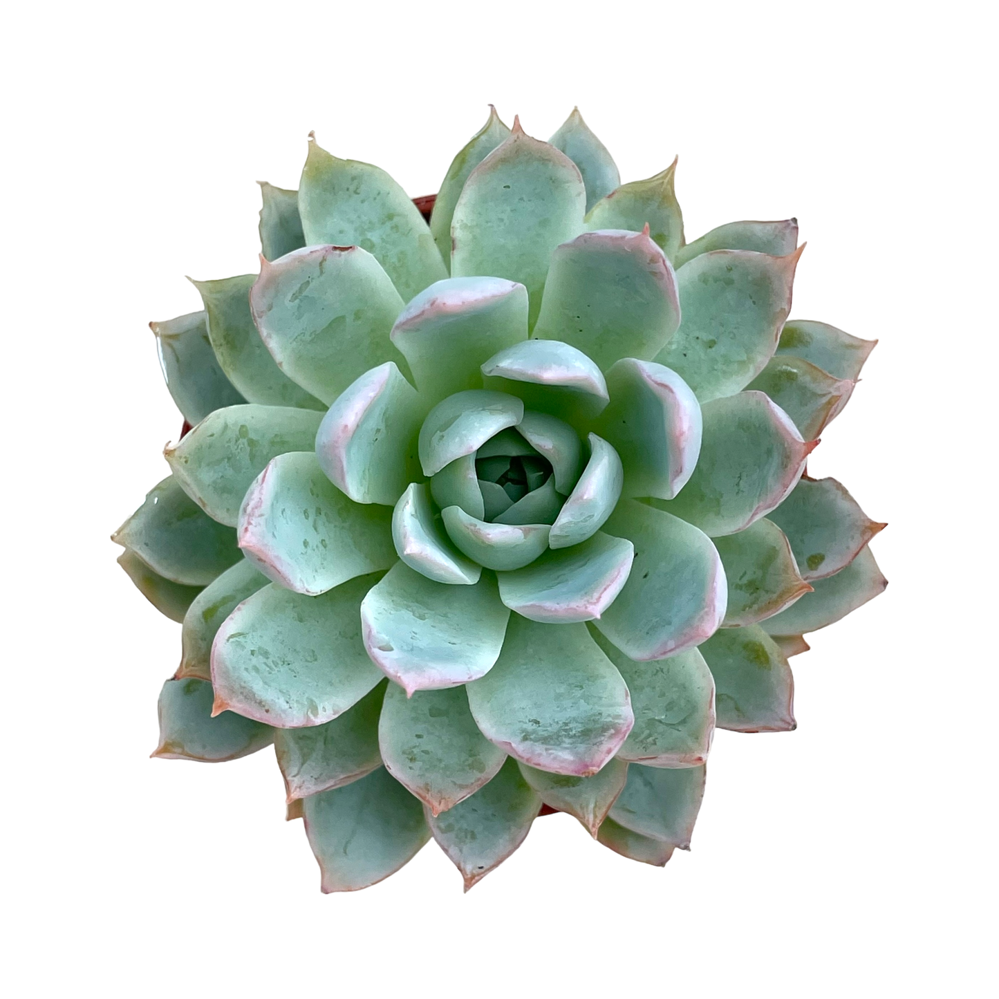 Echeveria 'Violet Queen'