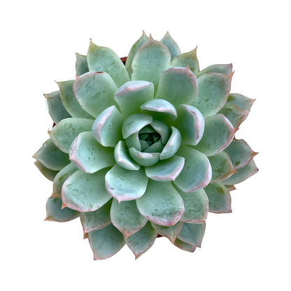 Echeveria 'Violet Queen'