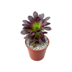 Aeonium arboreum 'Tip Top'