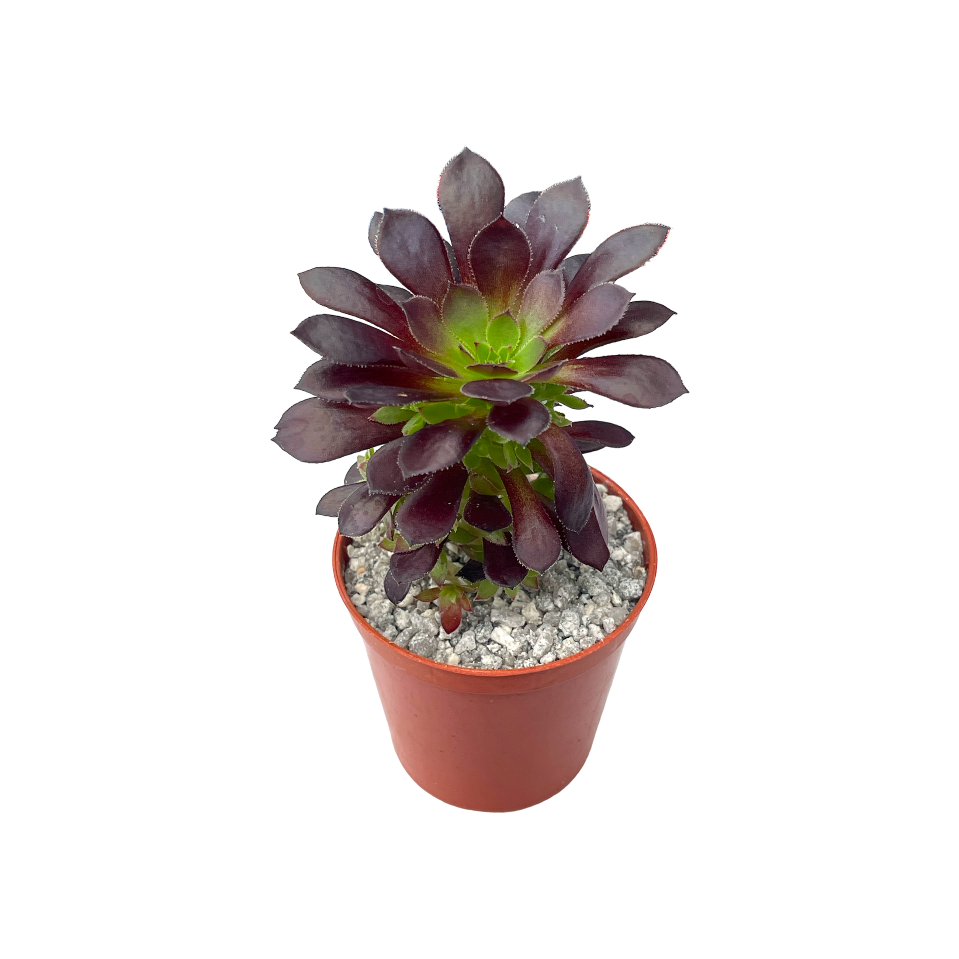 アエオニウム・アーボレウム 'ティップトップ' – Surreal Succulents