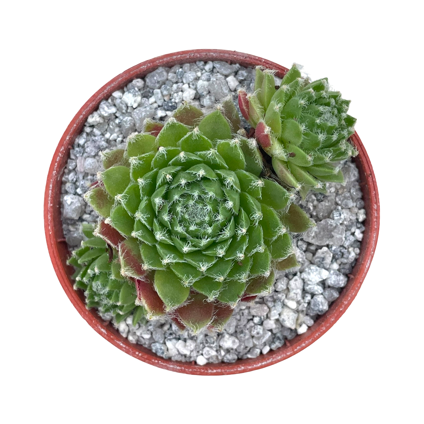 Sempervivum 'Heigham Red’