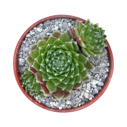 Sempervivum 'Heigham Red’