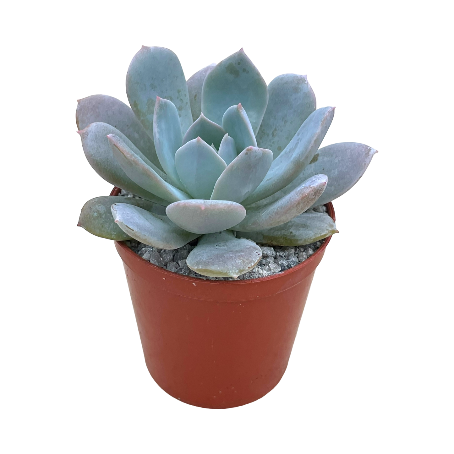 Echeveria 'Blue Star'