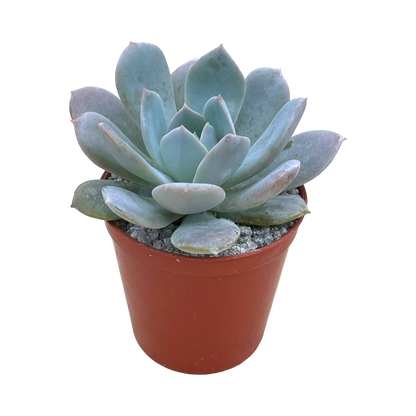 Echeveria 'Blue Star'