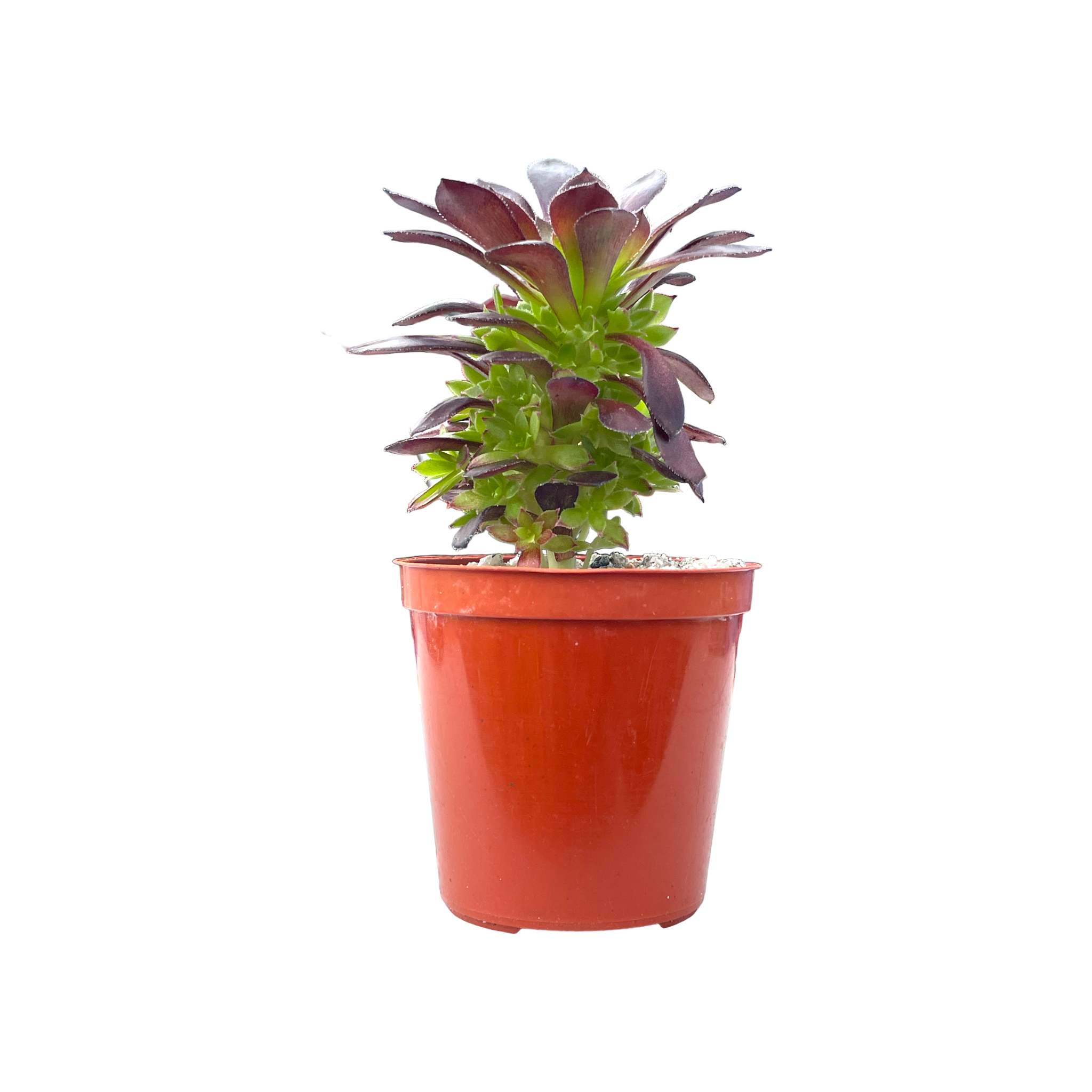 tip top succulent Aeonium arboreum 'Tip Top' – Surreal Succulents