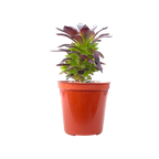 Aeonium arboreum 'Tip Top'