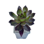 x Semponium 'Mrs Frosty'