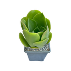 Aeonium canariense var. palmense