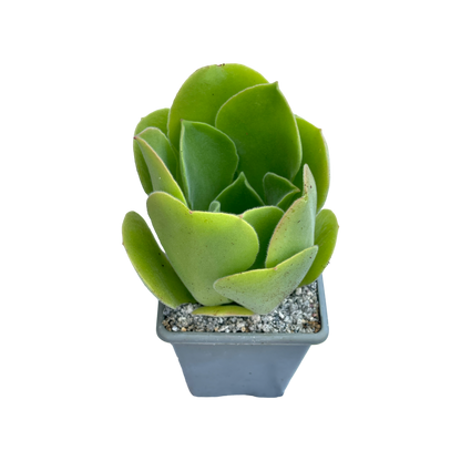 Aeonium canariense var. palmense