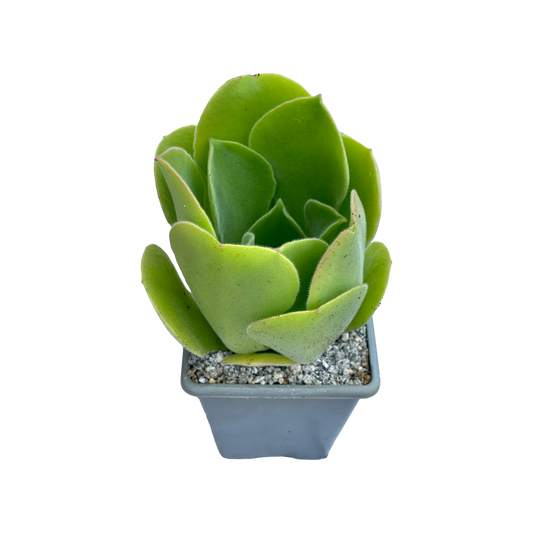 Aeonium canariense var. palmense