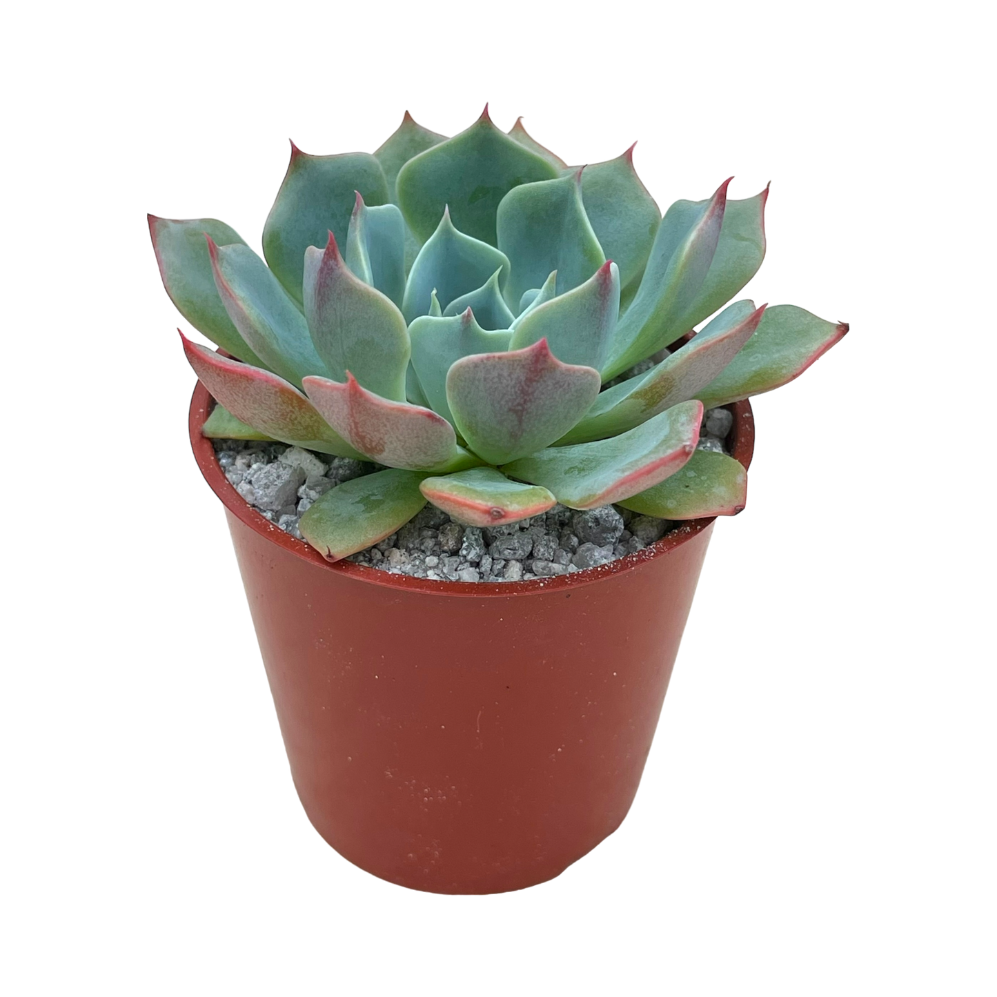 Echeveria brevifolia