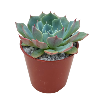 Echeveria brevifolia