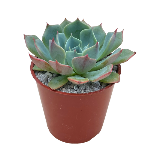 Echeveria brevifolia