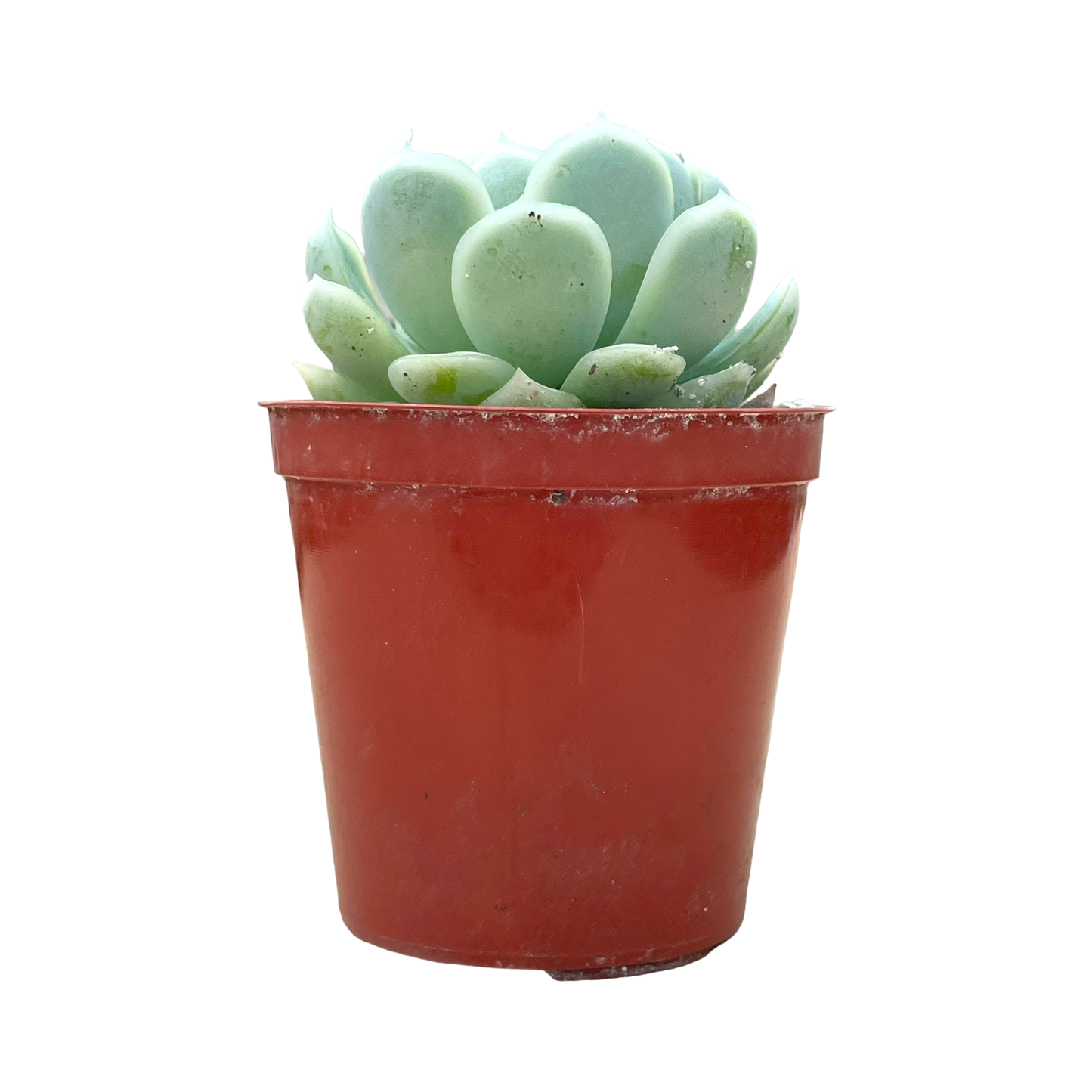 Echeveria elegans