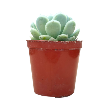 Echeveria elegans