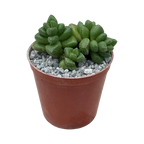 Crassula elegans
