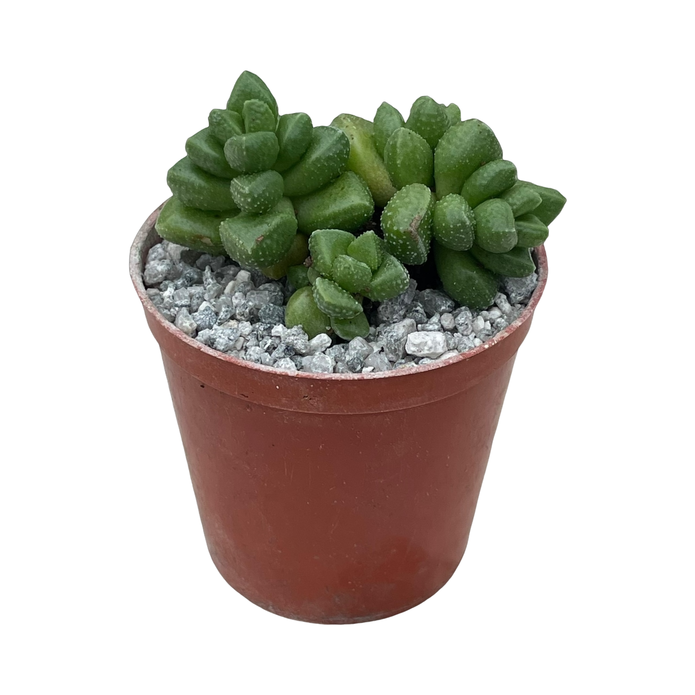 Crassula elegans