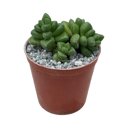 Crassula elegans